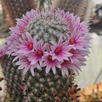 Mammillaria albicans var. selvinii
